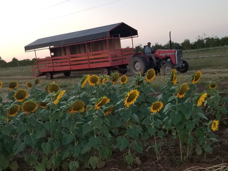 Livesay Orchards Sunflower Fields, Porter