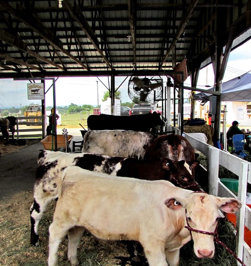 Livestock Exhibits That Remind You Where Food Comes From