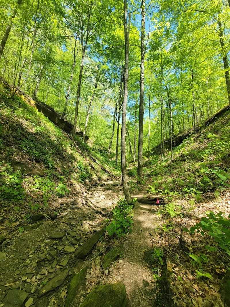 Low Gap Trail at Morgan-Monroe State Forest Low Gap Trail at Morgan-Monroe State Forest