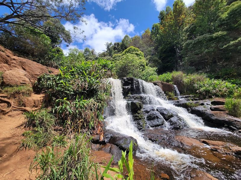 Lush Jungle Vegetation That Defies Expectation