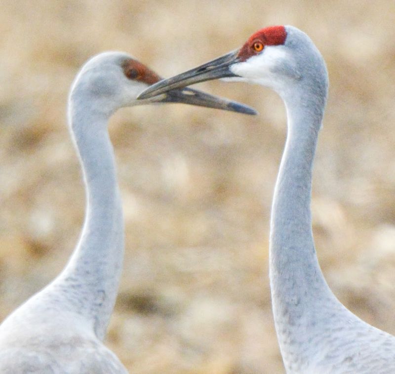 Make Time for the Bird Viewing Room at the Visitor Center