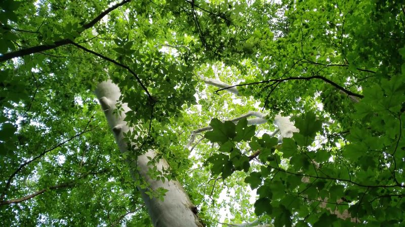 Make Time to Spot the Giant Sycamore Trees Near the Bridge