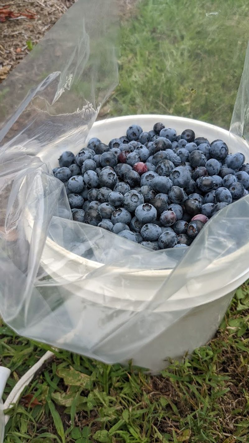 Make the Most of the Farm's Blueberry Product Shop