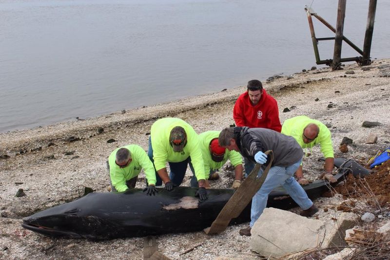 Marine Mammal Stranding Center