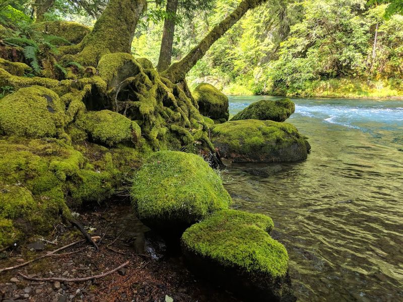 McKenzie River, Blue River, Oregon