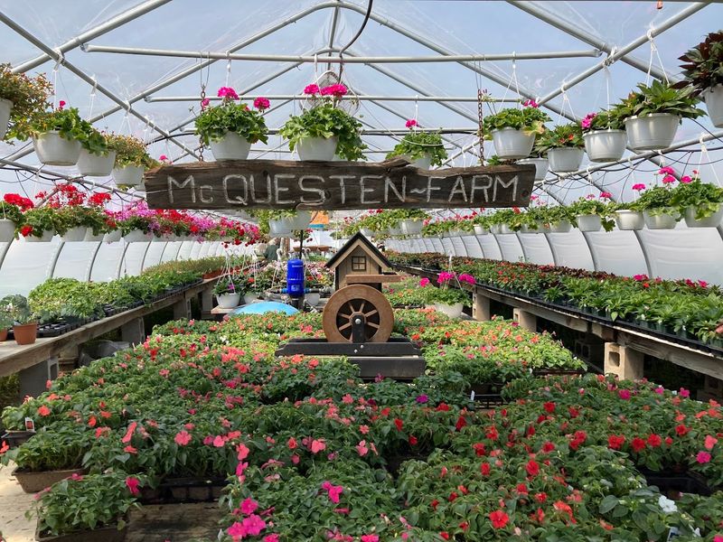 McQuesten Farm Stand (Litchfield) McQuesten Farm Stand (Litchfield)