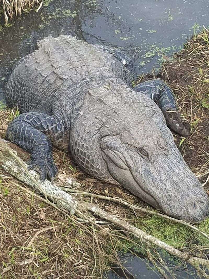 Meet Captain Crunch, the Record-Breaking Alligator