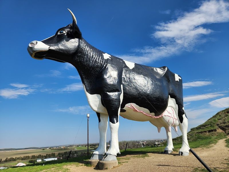 Meet Salem Sue: The Cow Who Rules School Hill