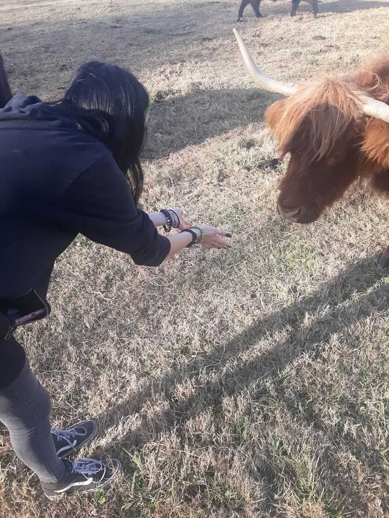 Meet Scottish Highland Cattle Up Close