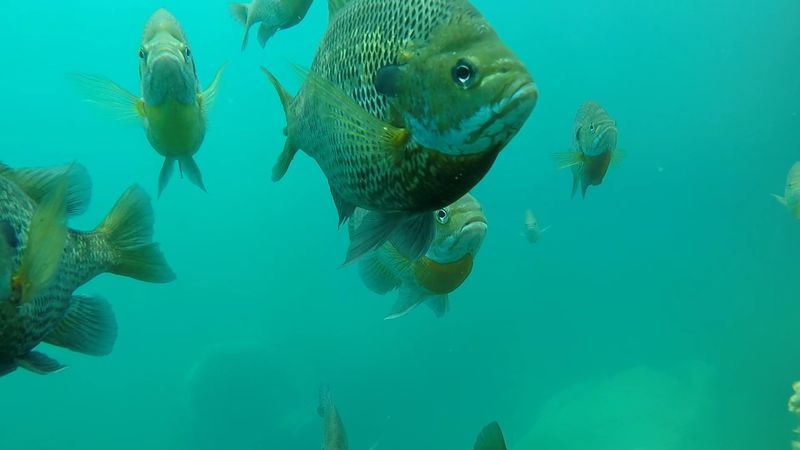 Meet the Surprising Aquatic Wildlife Living in the Quarry