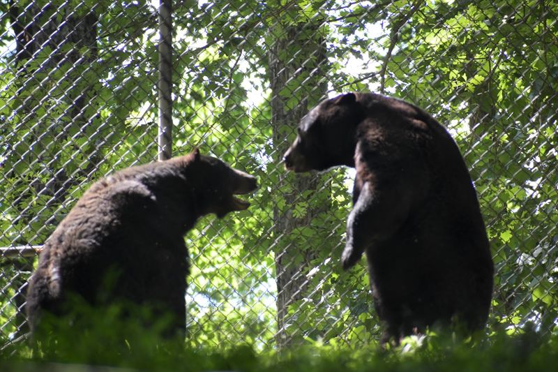 Meeting the American Black Bear Up Close