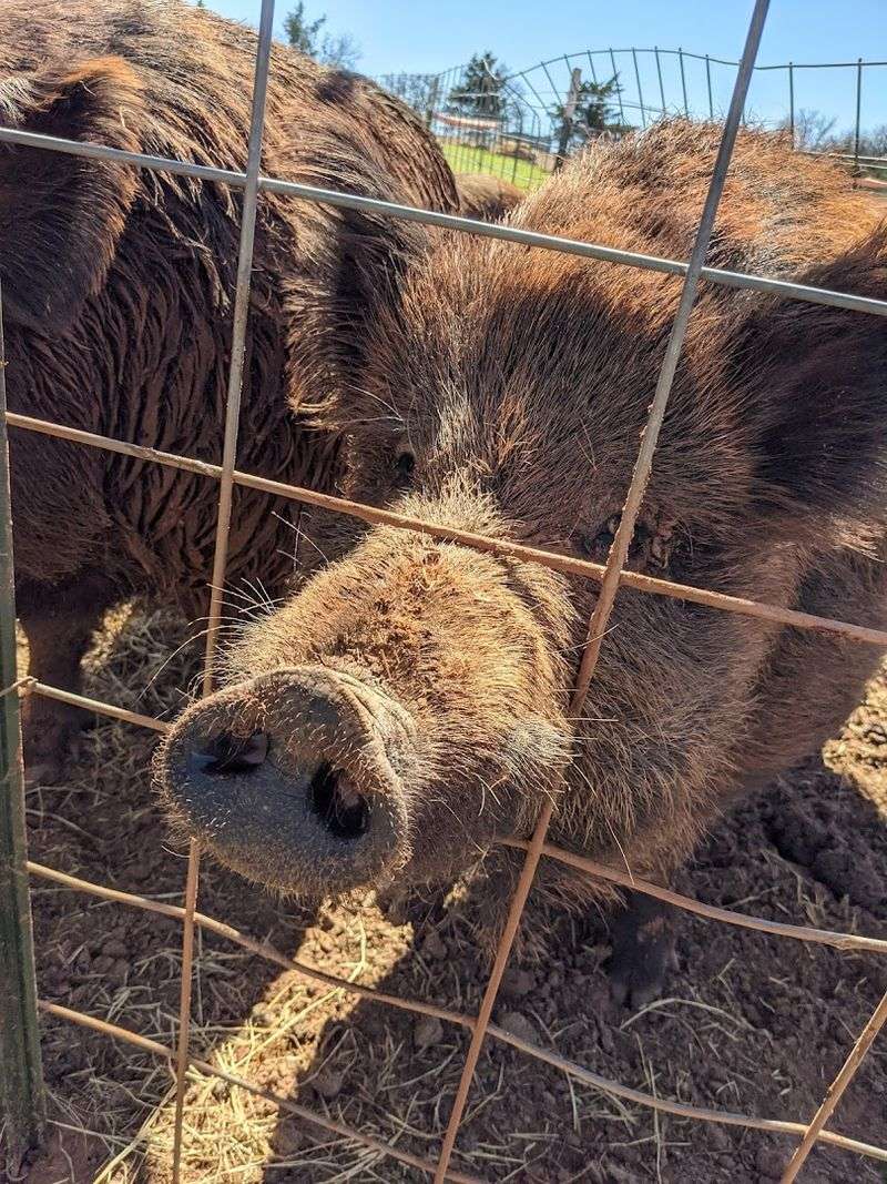 Meeting the Rescued Animals Face to Face