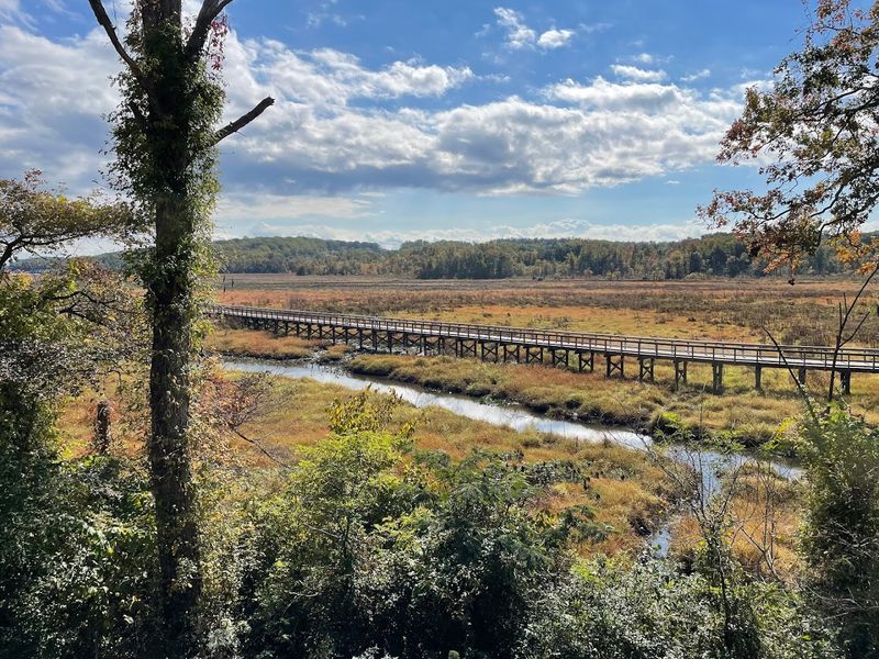 Migratory Birds and the Seasonal Show Worth Planning Around