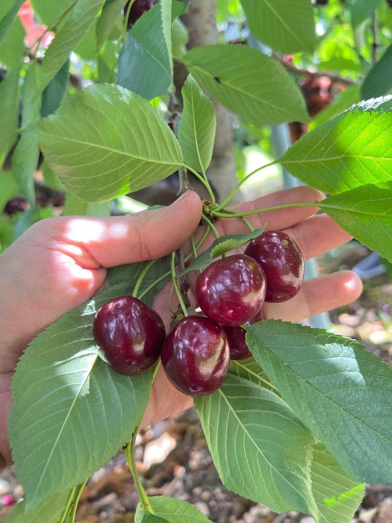 Milburn Orchards, Where Seasons Taste Like Something Real Milburn Orchards, Where Seasons Taste Like Something Real