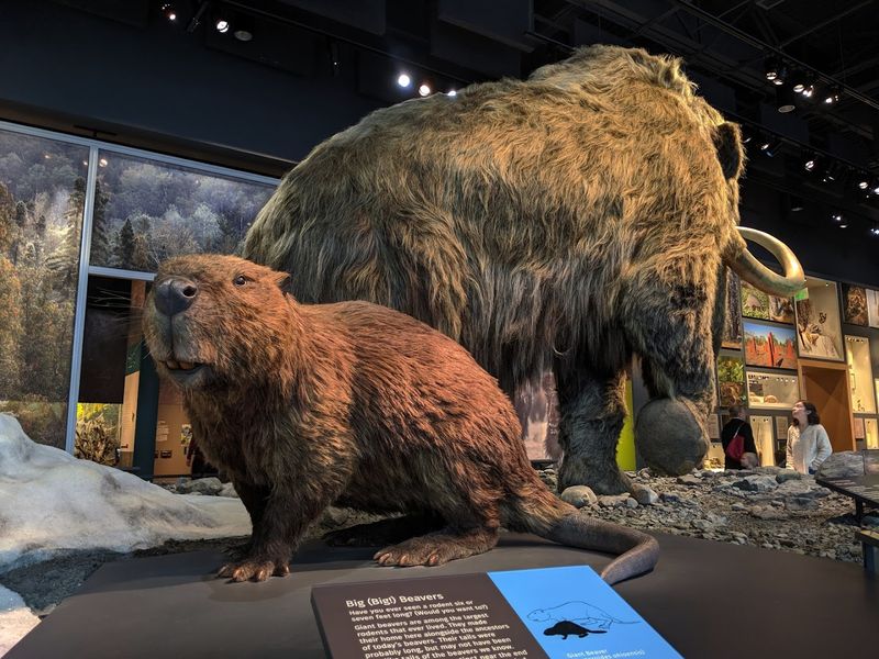 Minnesota's Natural History on Full Display