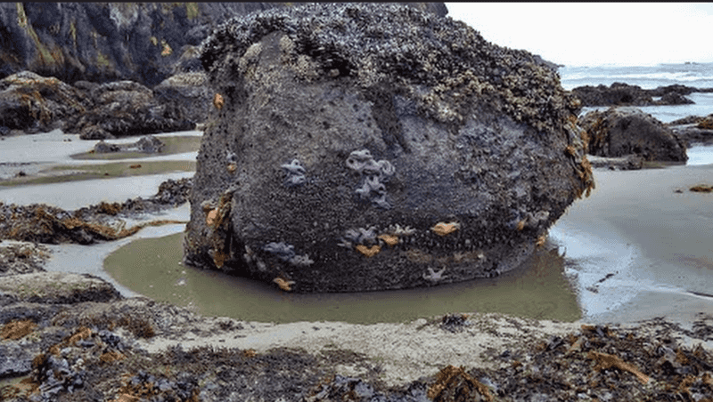 Moolack Beach, Newport, Oregon