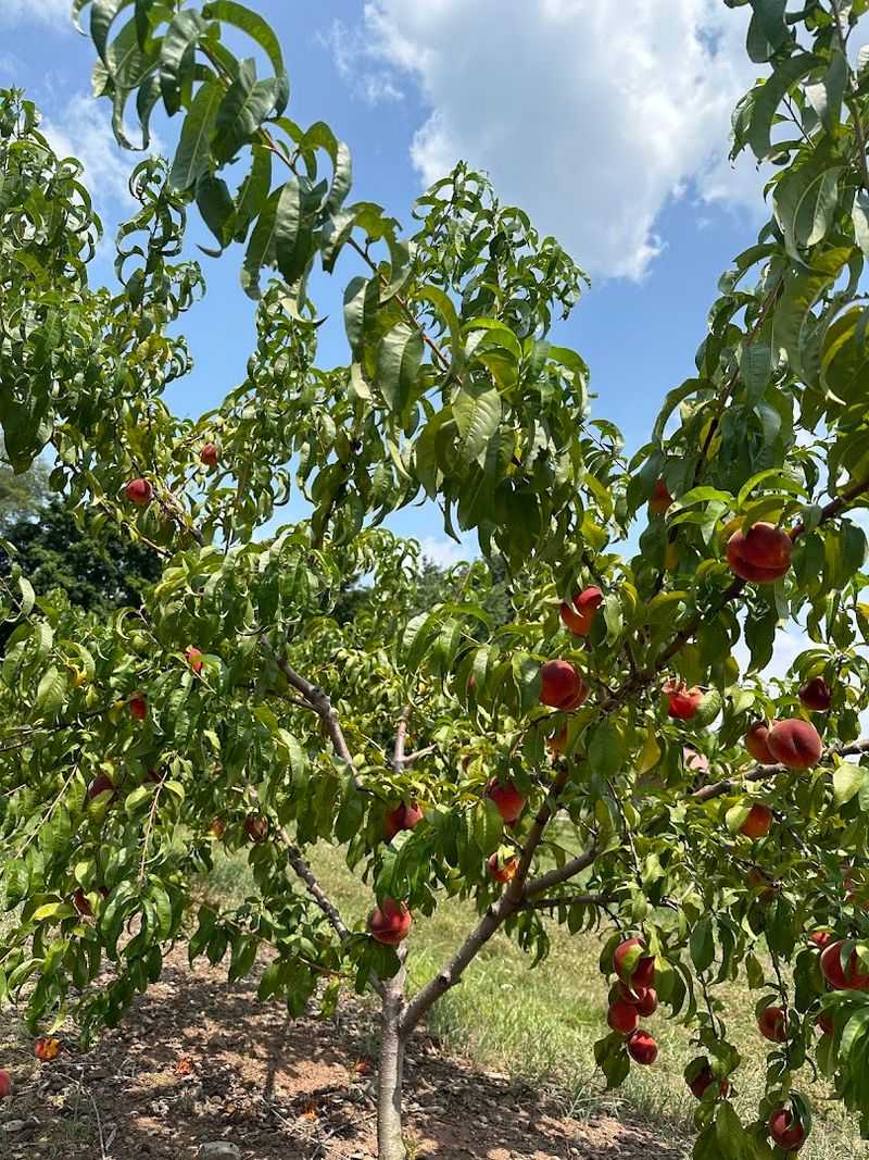 More Than Twelve Peach Varieties Growing Across the Orchard More Than Twelve Peach Varieties Growing Across the Orchard