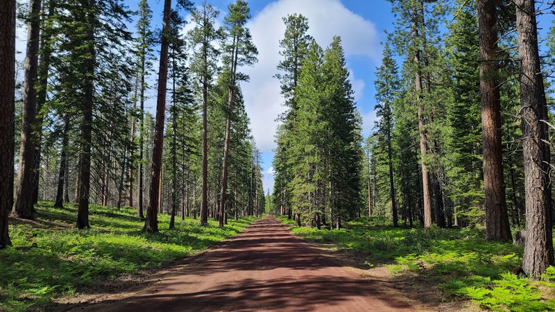 Mountain Biking Through Forest Trails