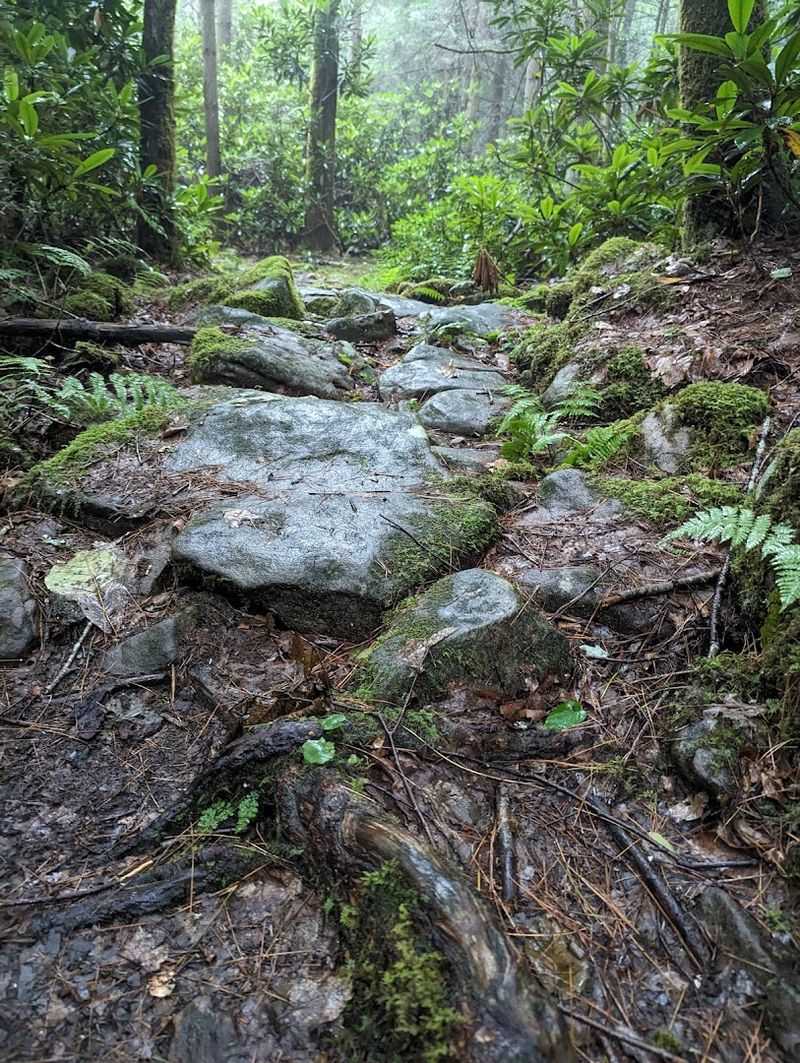 Mountain Biking Trails for Every Skill Level