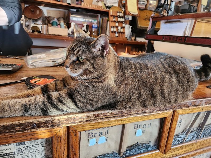 Murphy the Tabby Cat Who Runs the Place Murphy the Tabby Cat Who Runs the Place