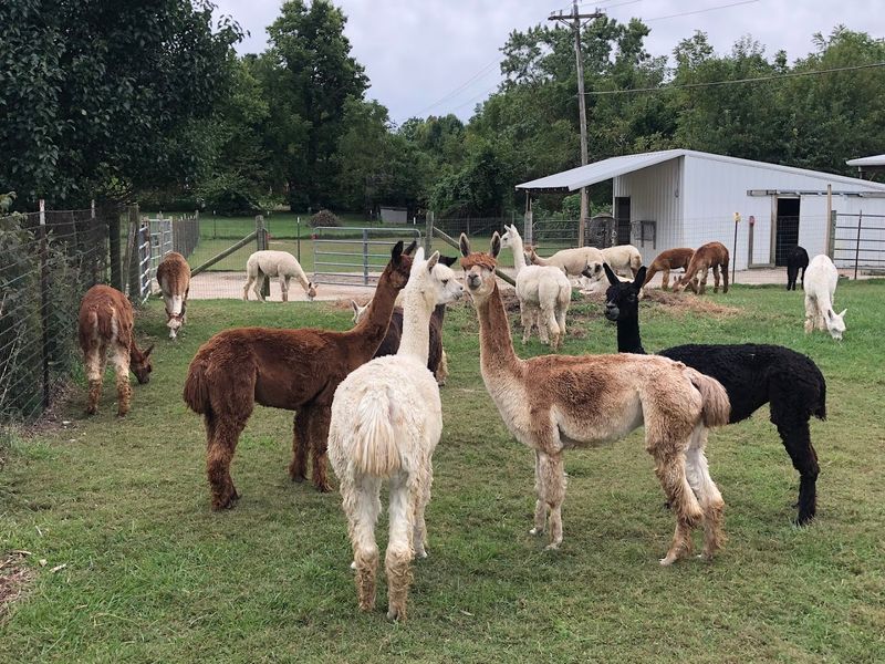 National Alpaca Farm Day Open House Every September National Alpaca Farm Day Open House Every September