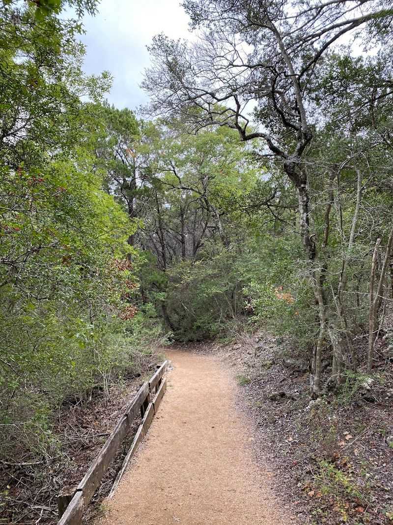 Native Flora That Makes Every Trail Feel Like a Botany Walk