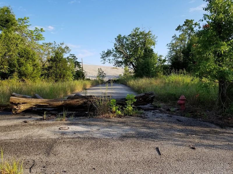 Nature Reclaiming Every Corner of the Townsite Nature Reclaiming Every Corner of the Townsite