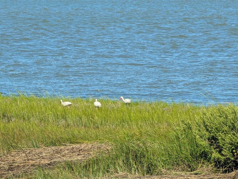 New Jersey Audubon Guided Birding Programs New Jersey Audubon Guided Birding Programs