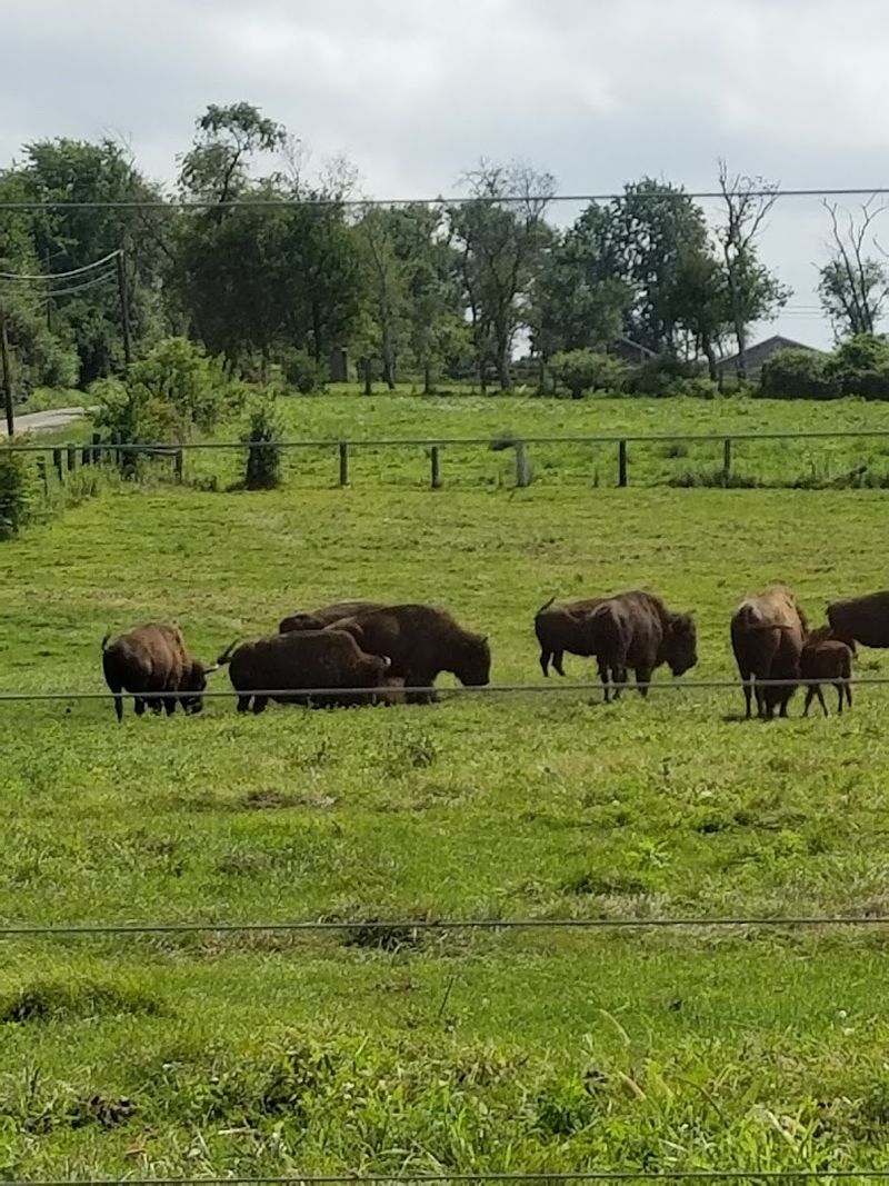 New Jersey's Only Bison Farm and Why That Matters