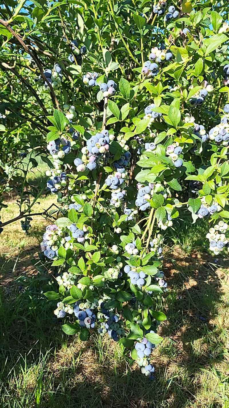 No-Spray Farming That Makes Every Berry Count