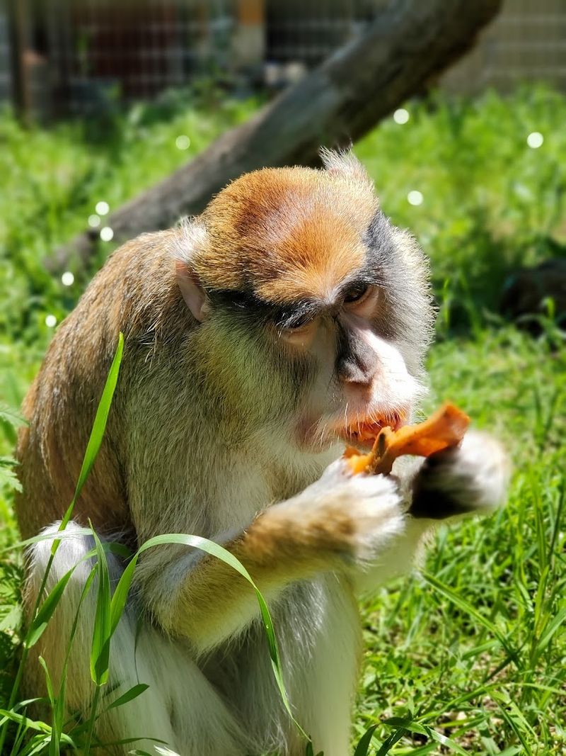 Oklahoma Primate Sanctuary, Newcastle