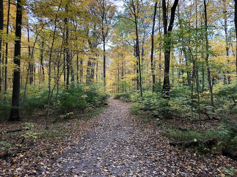 Old-Growth Forest: Where 400-Year-Old Trees Still Stand