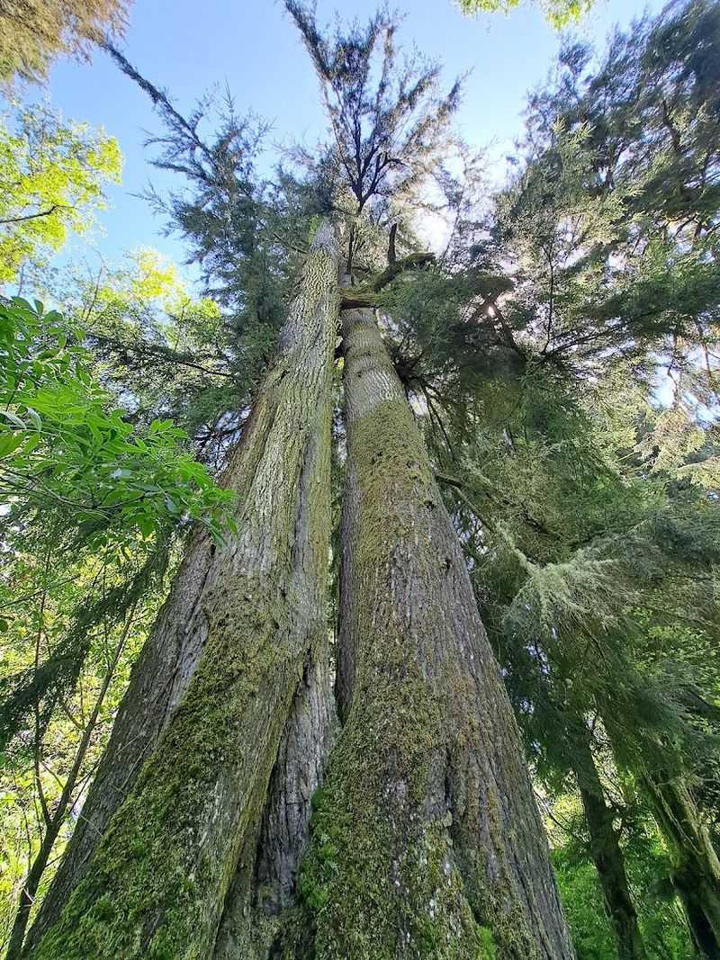 Old-Growth Sitka Spruce, Giants of the Oregon Coast