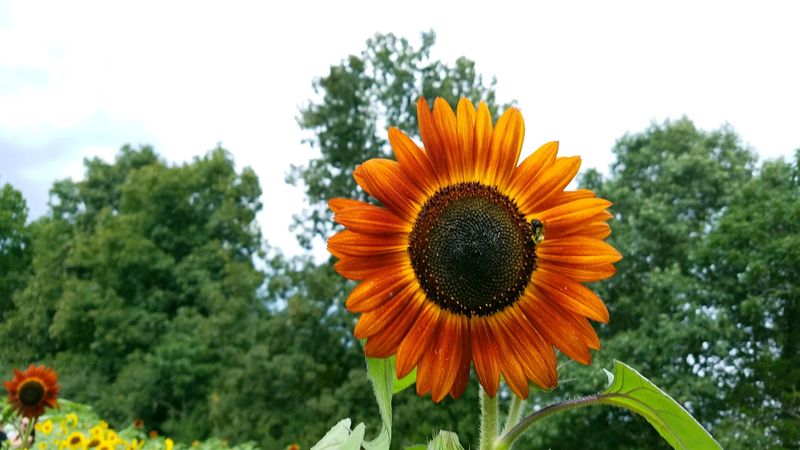 Over 100 Sunflower Varieties