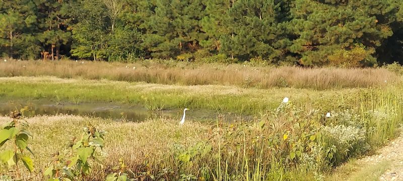 Over 191 Bird Species and a Soundtrack You Will Not Forget