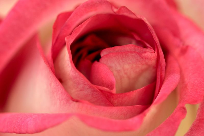 Over 2,000 Roses That Bloom in a Garden With Deep Roots