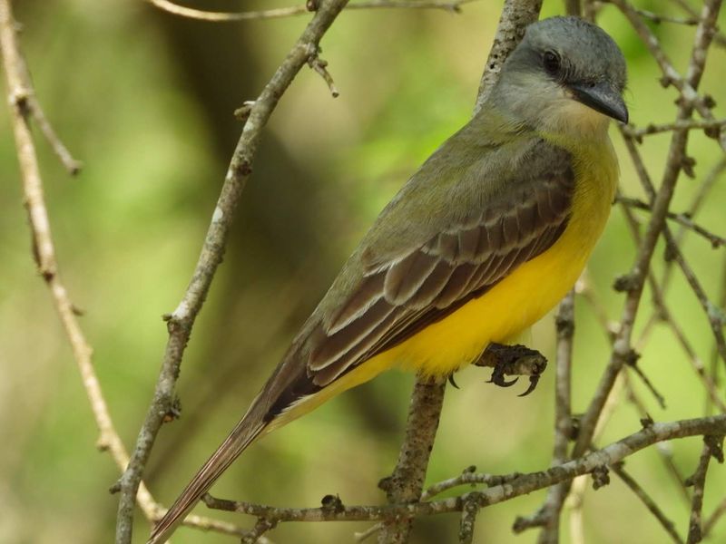 Over 250 Bird Species That Draw Visitors From Around The World