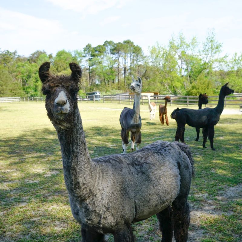 Over 300 Animals and Counting Over 300 Animals and Counting