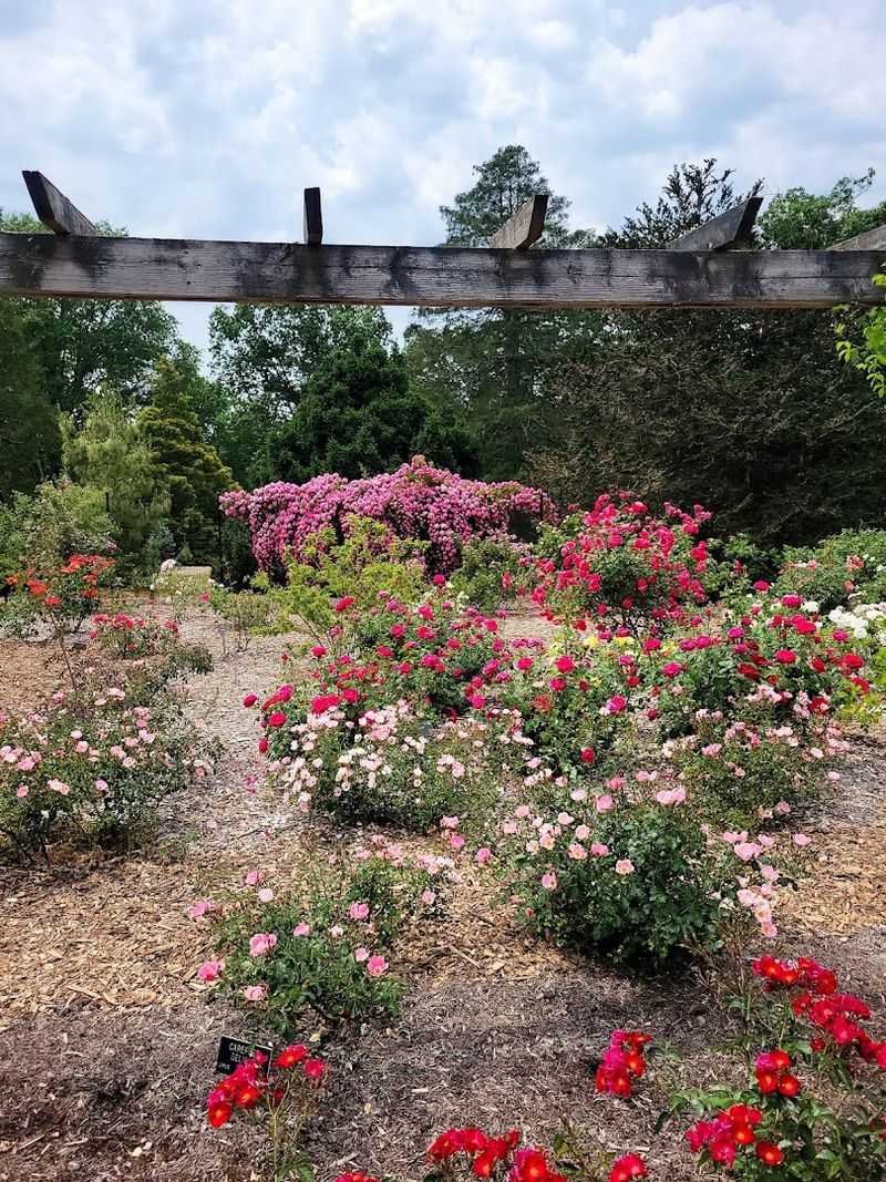 Over 345 Rose Varieties That Will Genuinely Surprise You Over 345 Rose Varieties That Will Genuinely Surprise You