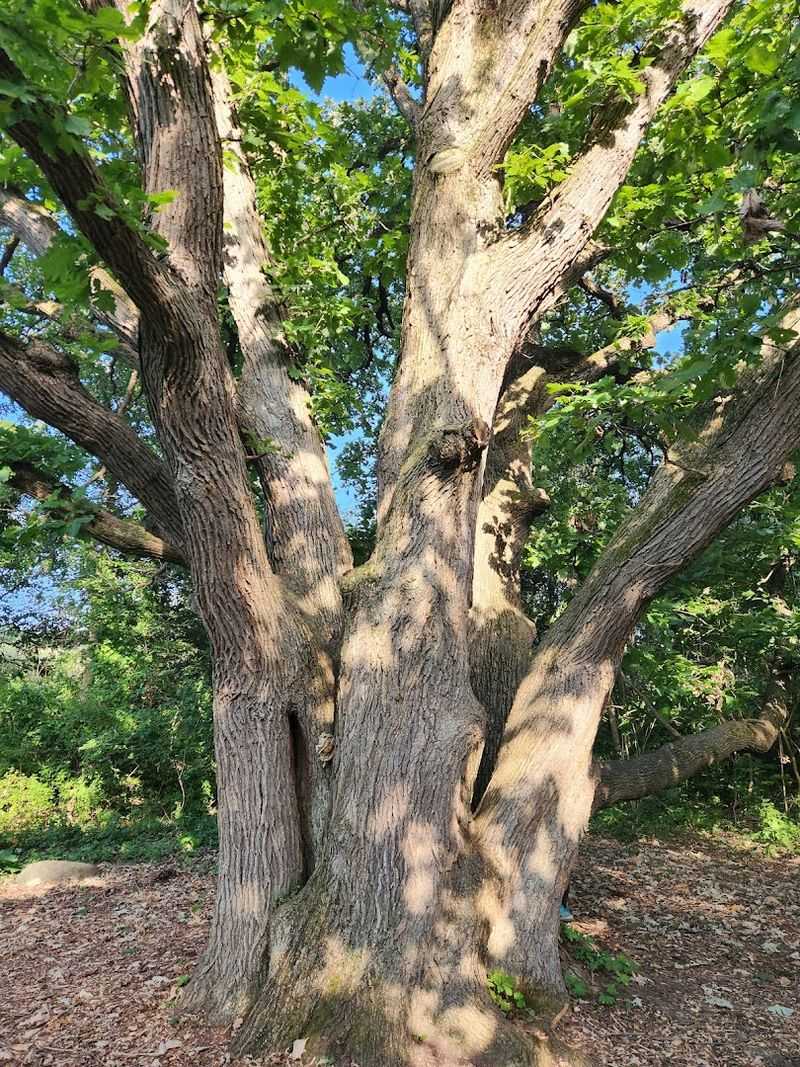 Over Five Miles of Dog-Friendly Trails Through Diverse Landscapes Over Five Miles of Dog-Friendly Trails Through Diverse Landscapes