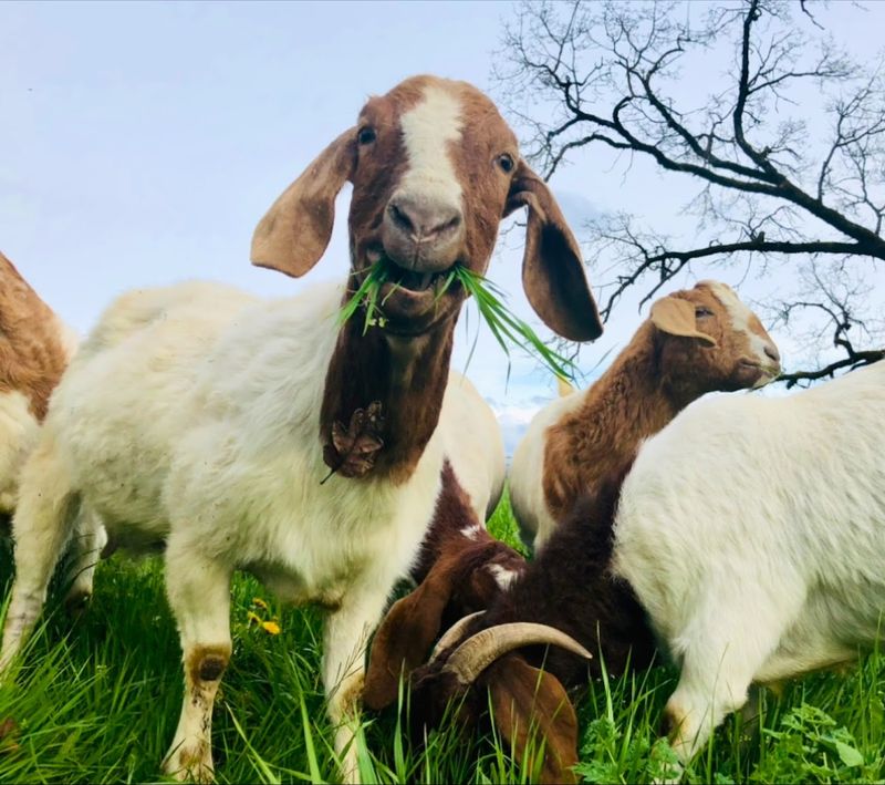 Pasture-Raised Lamb With Real Character
