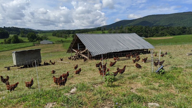 Pastured Poultry Raised the Way Chickens Were Meant to Live