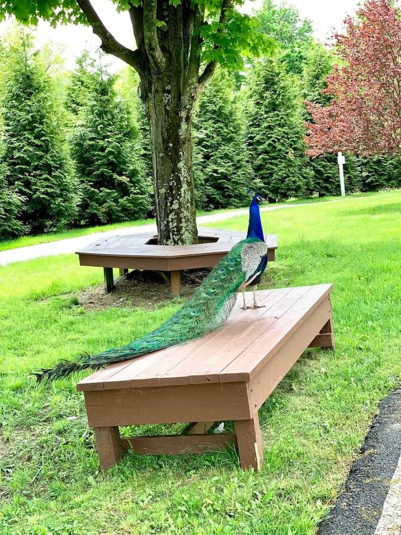 Peacocks, Deer, and Wildlife That Call This Place Home