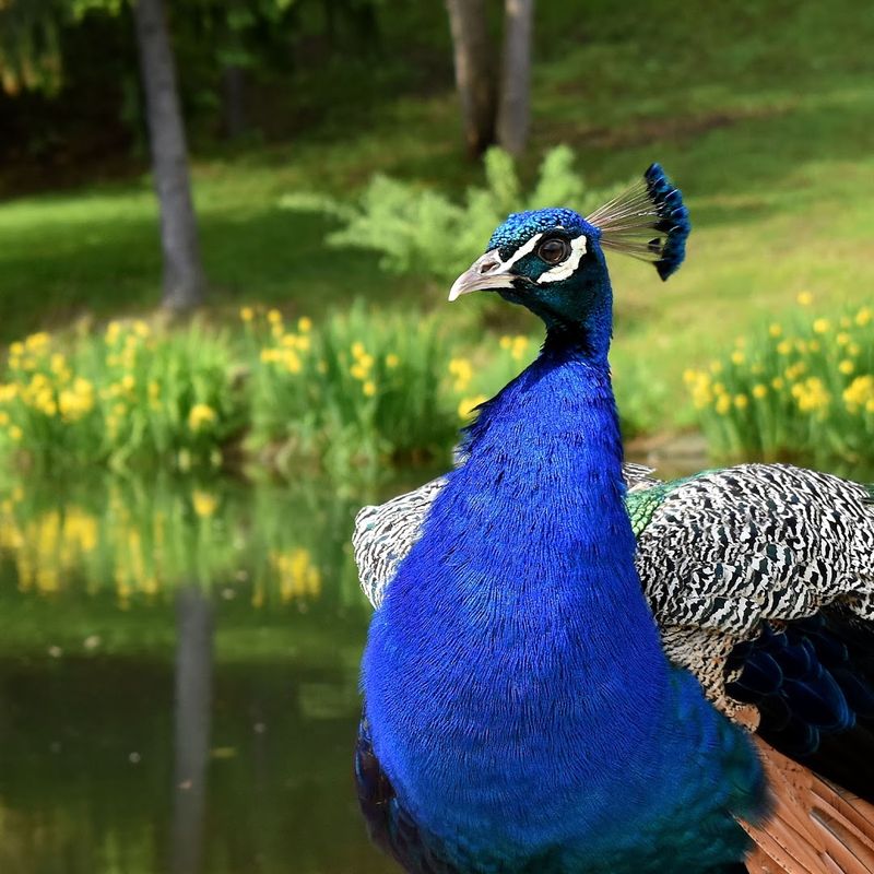 Peacocks, Swans, and the Wildlife You Did Not Expect