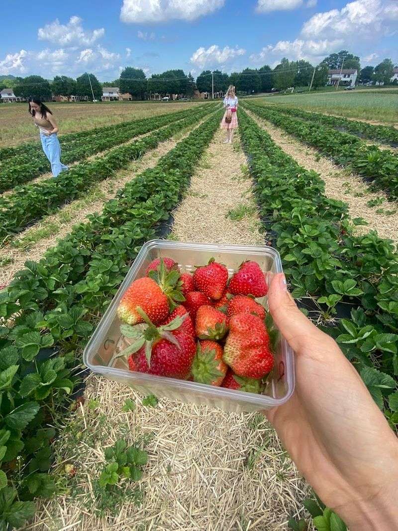 Pick-Your-Own Experiences That Make Food Feel Personal Pick-Your-Own Experiences That Make Food Feel Personal