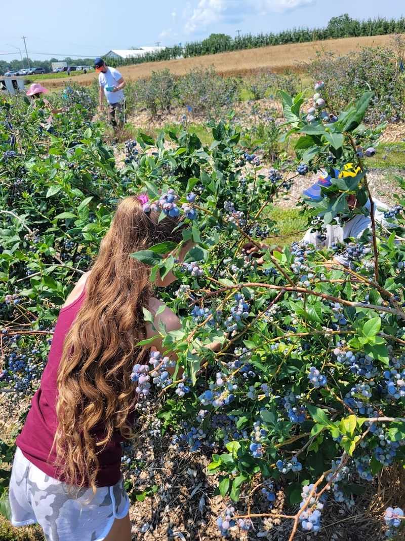 Pick-Your-Own Fruit That Makes the Whole Trip Feel Worth It