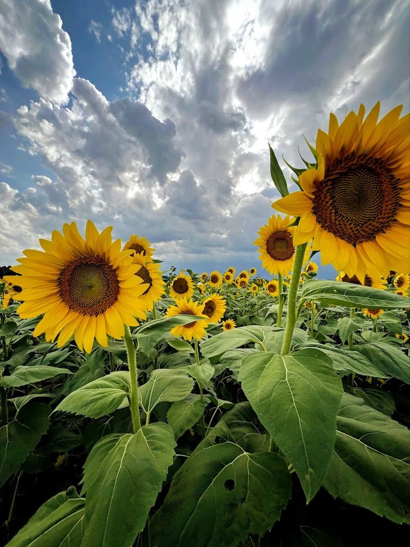 Pick-Your-Own Sunflowers and the Joy of Choosing Just Three Pick-Your-Own Sunflowers and the Joy of Choosing Just Three