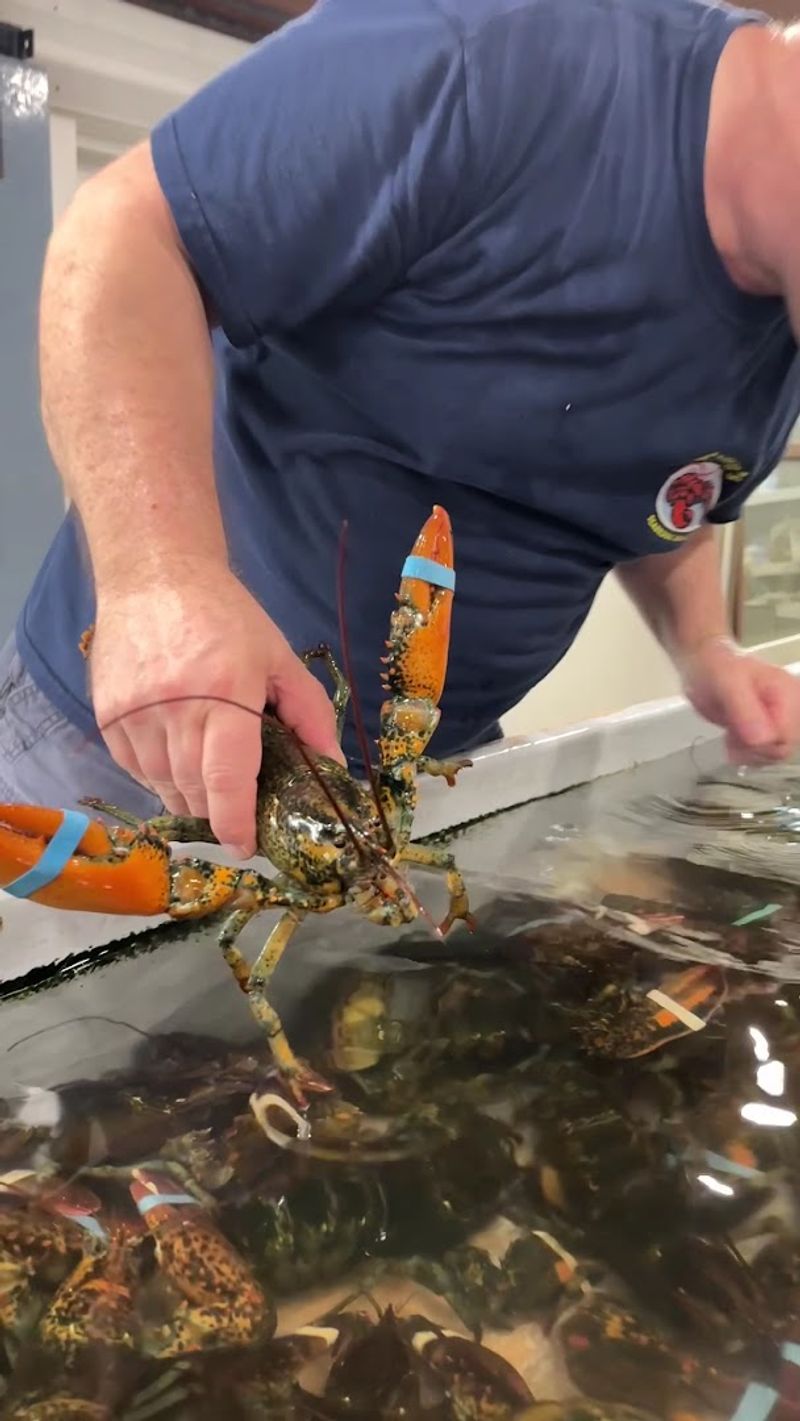Picking Your Own Lobster From the Tank