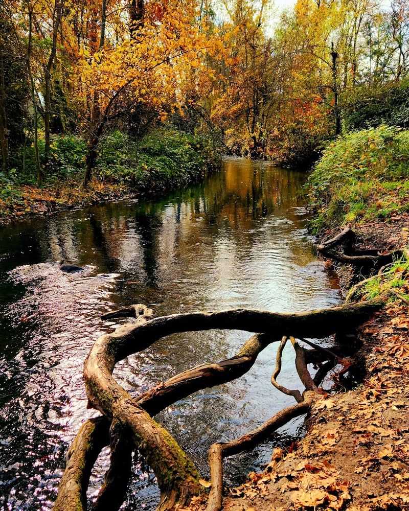Picnicking, Wildlife, and the Simple Joy of Being There