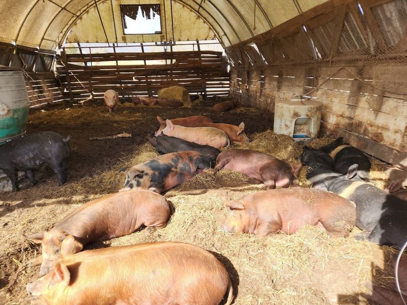 Pigaerators and the Art of Natural Composting